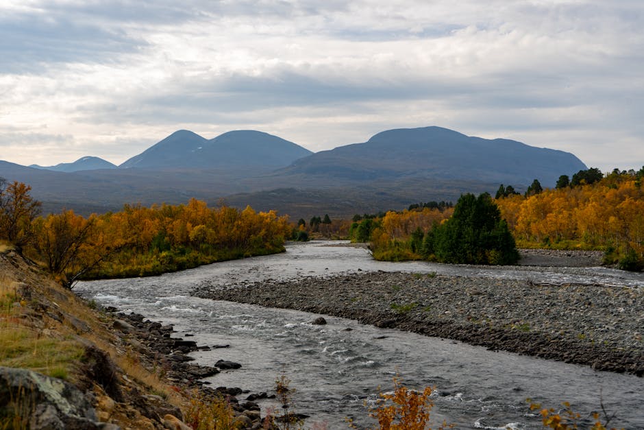 Forest scene near the ridge